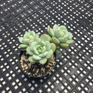Sedeveria ‘Pudgy’