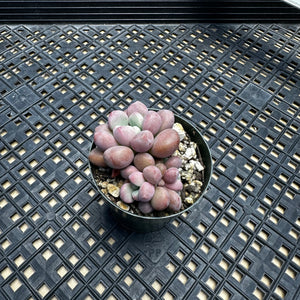 Pachyveria ‘Polari Heart’