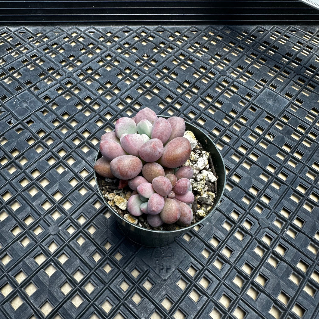 Pachyveria ‘Polari Heart’