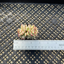 Load image into Gallery viewer, Echeveria ‘Mebina’ Variegated