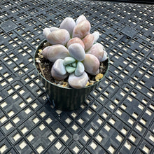 Load image into Gallery viewer, Pachyveria Arden