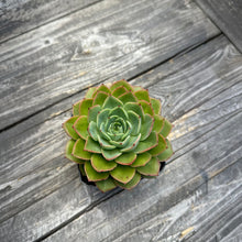 Load image into Gallery viewer, Echeveria cv ‘Ice Pinky’