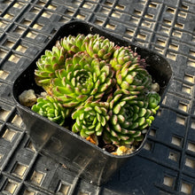 Load image into Gallery viewer, Echeveria v. Atomy