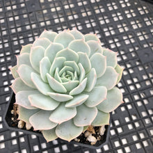 Load image into Gallery viewer, Echeveria ‘Fury’