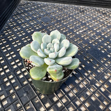 Load image into Gallery viewer, Echeveria amoena microcalyx