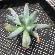 Load image into Gallery viewer, Echeveria ‘Culibra’