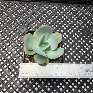 Echeveria cv. hakuhou