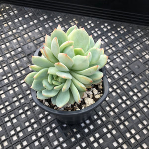 Echeveria ‘Marisa’