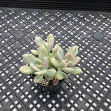 Load image into Gallery viewer, Pachyveria Pachyphytodies Variegated