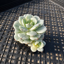 Load image into Gallery viewer, Sedeveria ‘Pudgy’ Variegated