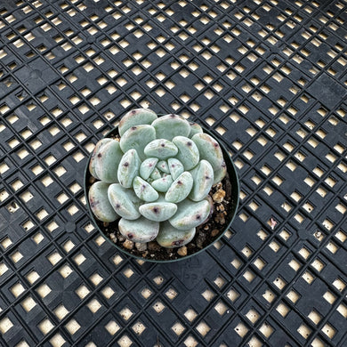Echeveria ‘Viyant’