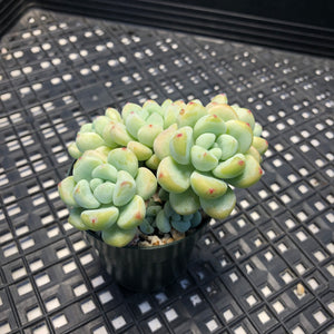 Sedum Clavatum