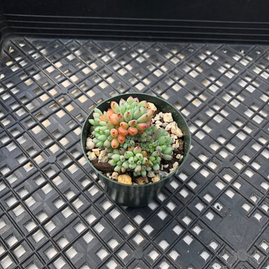 Graptopetalum ‘Blackberry’