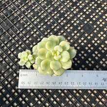 Load image into Gallery viewer, Echeveria ‘Tango’ Variegated