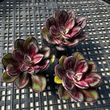 Load image into Gallery viewer, Echeveria nodulosa ‘Benitsukasa’