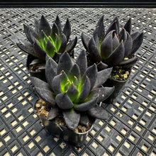 Load image into Gallery viewer, Echeveria affinis ‘Black Knight’