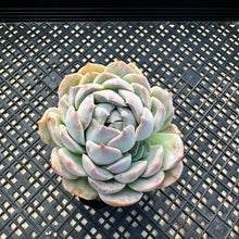Load image into Gallery viewer, Echeveria sp.