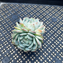 Load image into Gallery viewer, Echeveria ‘Marisa’