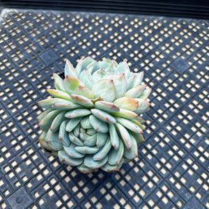 Echeveria ‘Marisa’