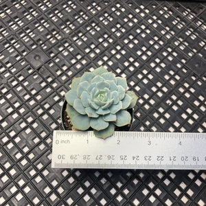 Echeveria ‘Blue Hawaii’