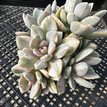 Load image into Gallery viewer, Pachyveria Pachyphytoides Variegated