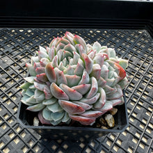 Load image into Gallery viewer, Echeveria ‘Primera’