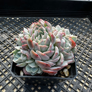 Echeveria ‘Primera’