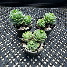 Load image into Gallery viewer, Sedeveria ‘Green Rose’