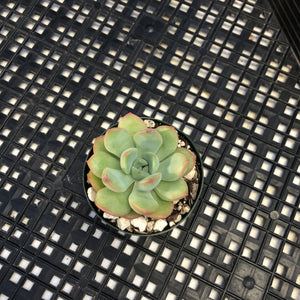 Echeveria ‘Chubby Lips’