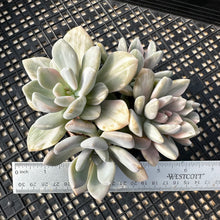 Load image into Gallery viewer, Pachyveria Pachyphytoides Variegated