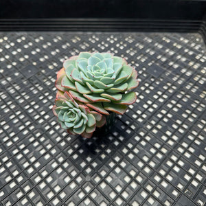 Echeveria ‘Atlantis’ hybrid