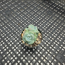 Load image into Gallery viewer, Echeveria ‘Ice Green’