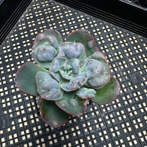 Echeveria ‘Hearts Delight’
