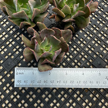 Load image into Gallery viewer, Echeveria ‘Dark Vader’