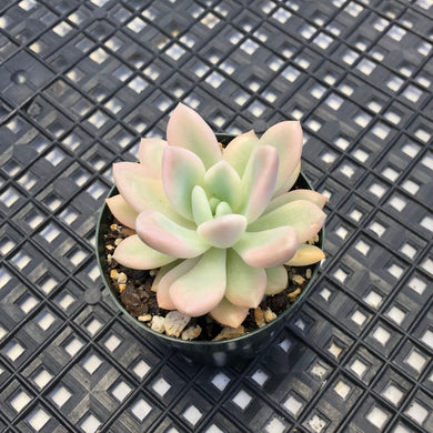 Graptoveria ‘Opalina’ Variegated