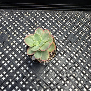 Echeveria ‘Suyon’ variegated