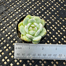 Load image into Gallery viewer, Echeveria ‘Marisa’