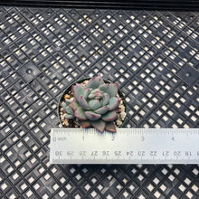 Load image into Gallery viewer, Echeveria ‘Yeomiwol’