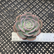Load image into Gallery viewer, Echeveria cv ‘Camily’