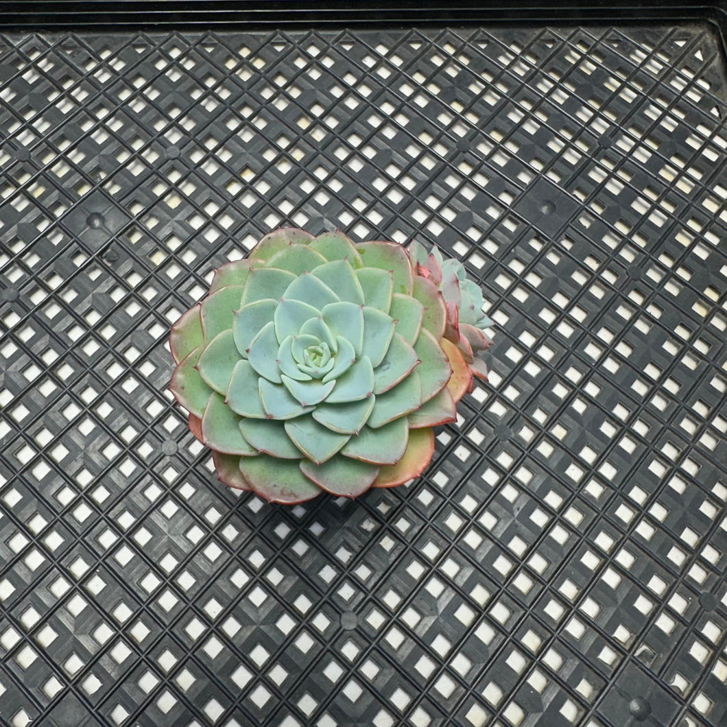 Echeveria ‘Atlantis’ hybrid