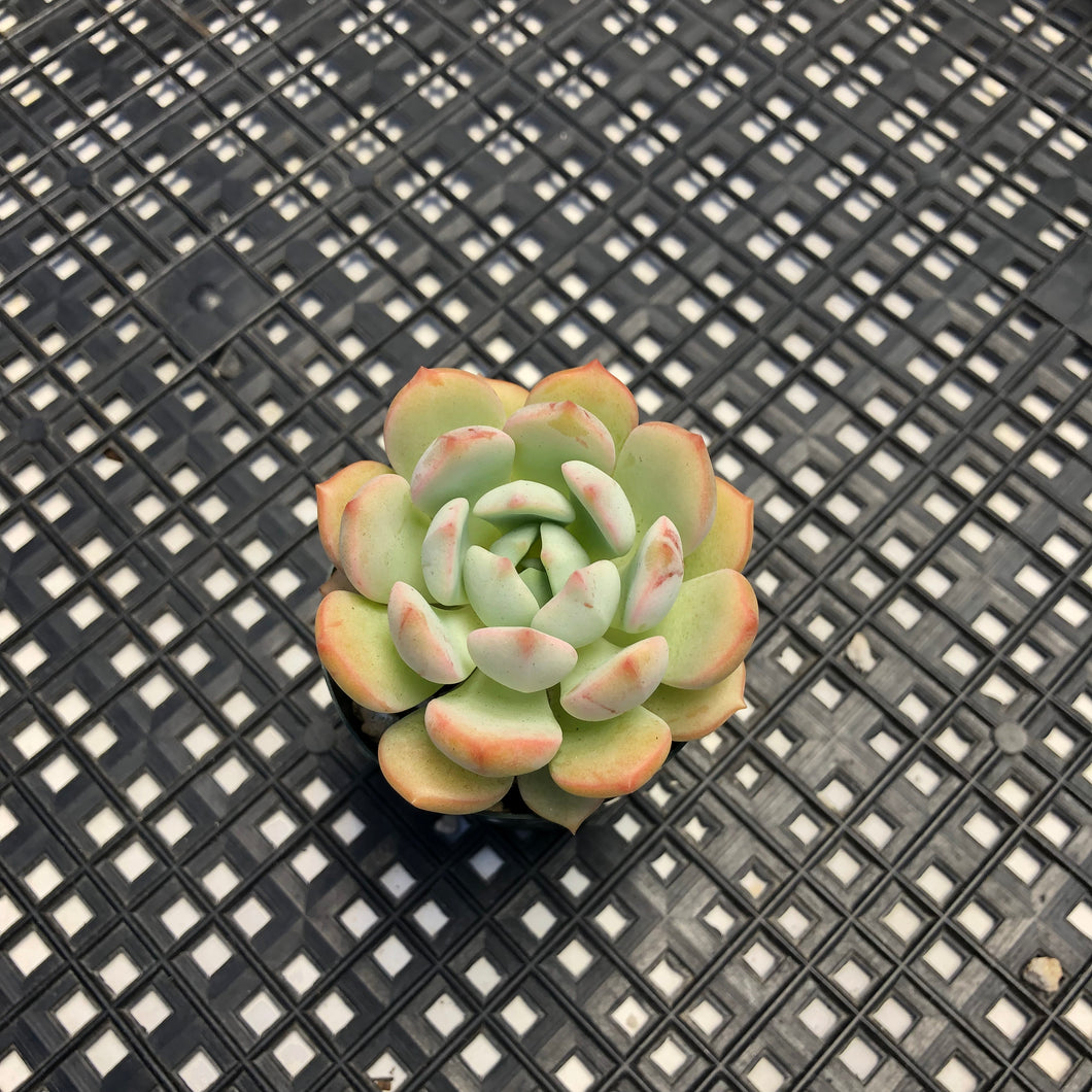 Graptoveria ‘A Grim One’