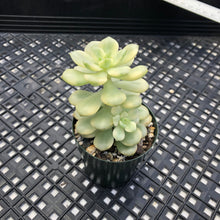 Load image into Gallery viewer, Echeveria ‘Tango’ Variegated