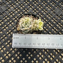 Load image into Gallery viewer, Echeveria Agavoides ‘Tinkerbell’ variegated