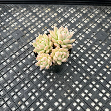 Load image into Gallery viewer, Echeveria ‘Pink Bright’