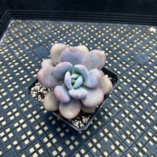 Load image into Gallery viewer, Graptoveria ‘Laon’ Air Magic hybrid (Echeveria Laui x Graptopetalum  amethystinum)