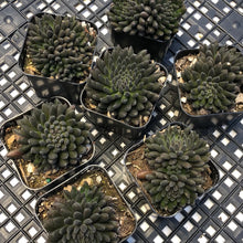 Load image into Gallery viewer, Sinocrassula yunnanensis