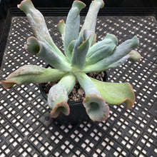 Load image into Gallery viewer, Echeveria ‘Culibra’