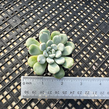 Load image into Gallery viewer, Echeveria amoena microcalyx