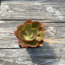 Load image into Gallery viewer, Echeveria ‘Kissing’