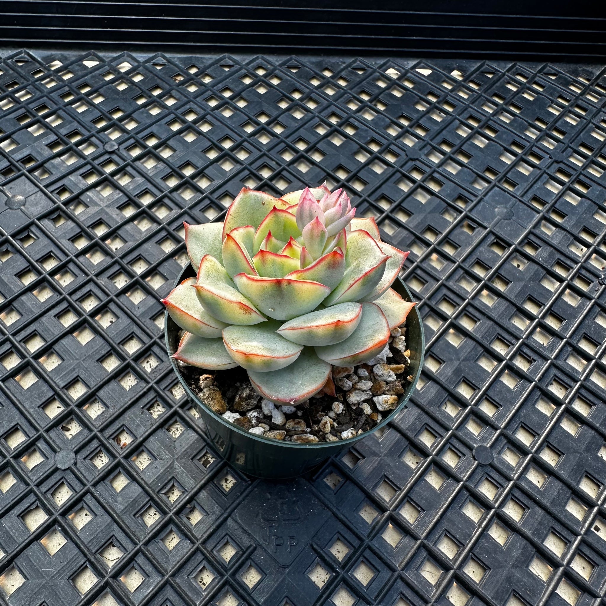 esther succulent Echeveria 'Esther' Variegated – Chubby Leaf Succulents